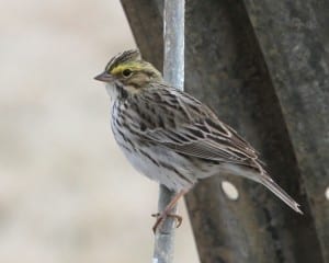 Savannah Sparrow - grayish adult