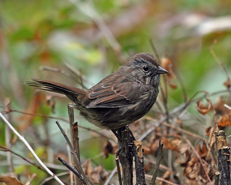 Song Sparrow - pacific northwest dark race