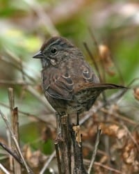 Song Sparrow - pacific northwest dark race