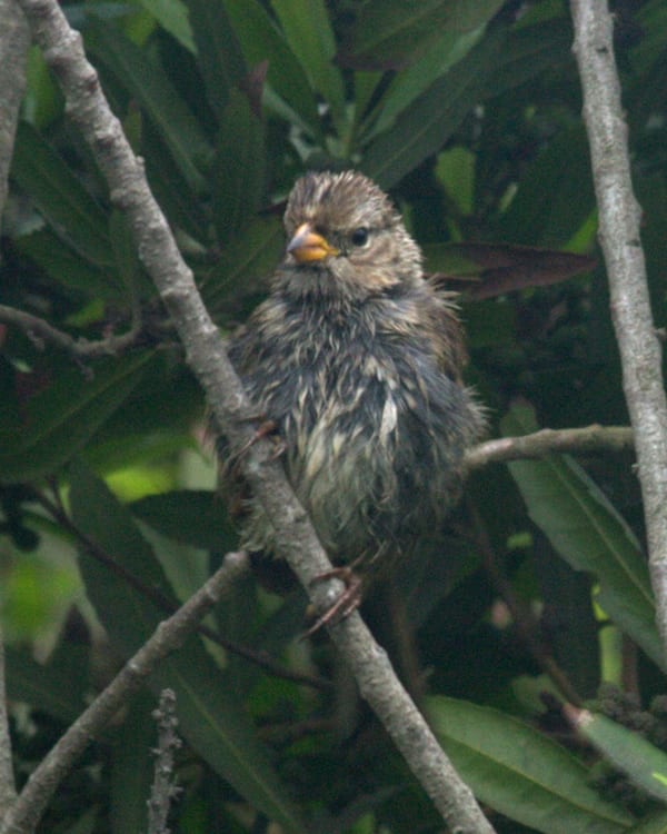 White-crowned Sparrow - juvenile