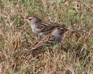 White-crowned Sparrow juveniles