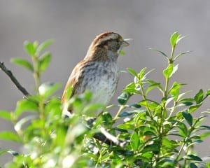 White-throated Sparrow - 1st winter
