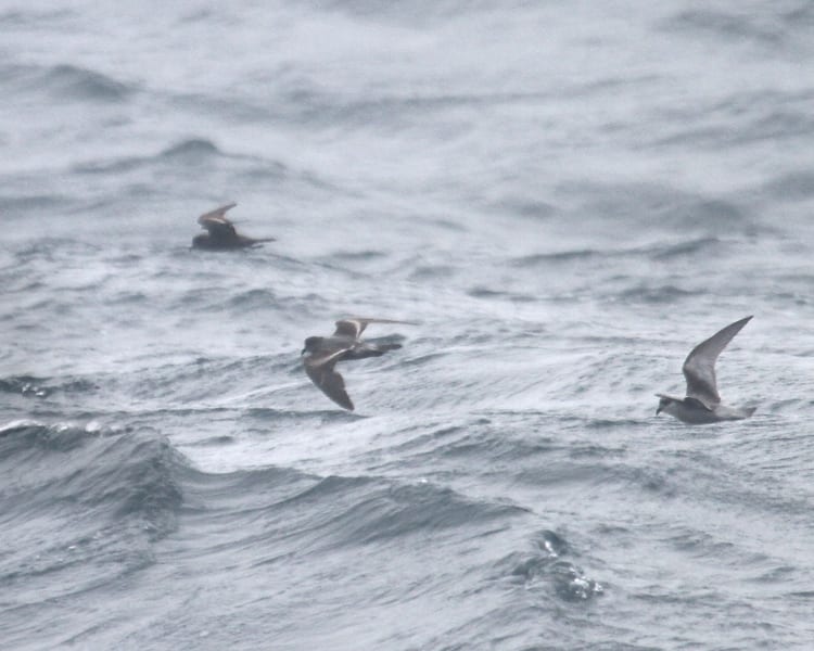 Fork-tailed Storm-Petrels - with Ashy-Storm-Petrel