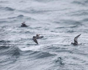 Ashy and Fork-tailed Storm-Petrels