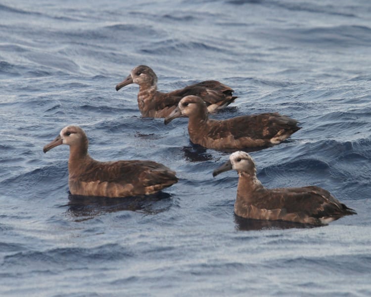 Black-footed Albatrosses