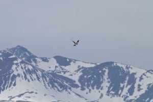 Long-tailed Jaeger in flight