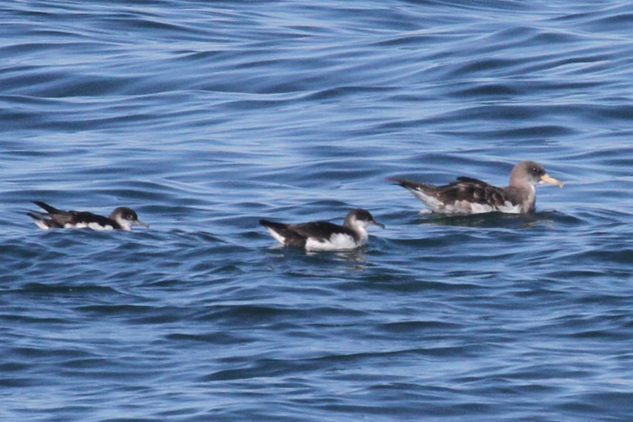 Manx Shearwaters with Cory's Shearwater