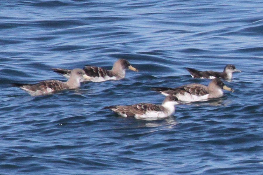 Manx Shearwater with Great Shearwater and three Cory's Shearwaters