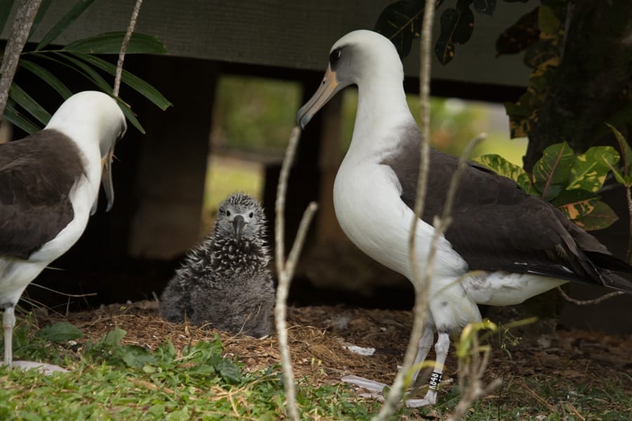 Laysan Albatross family