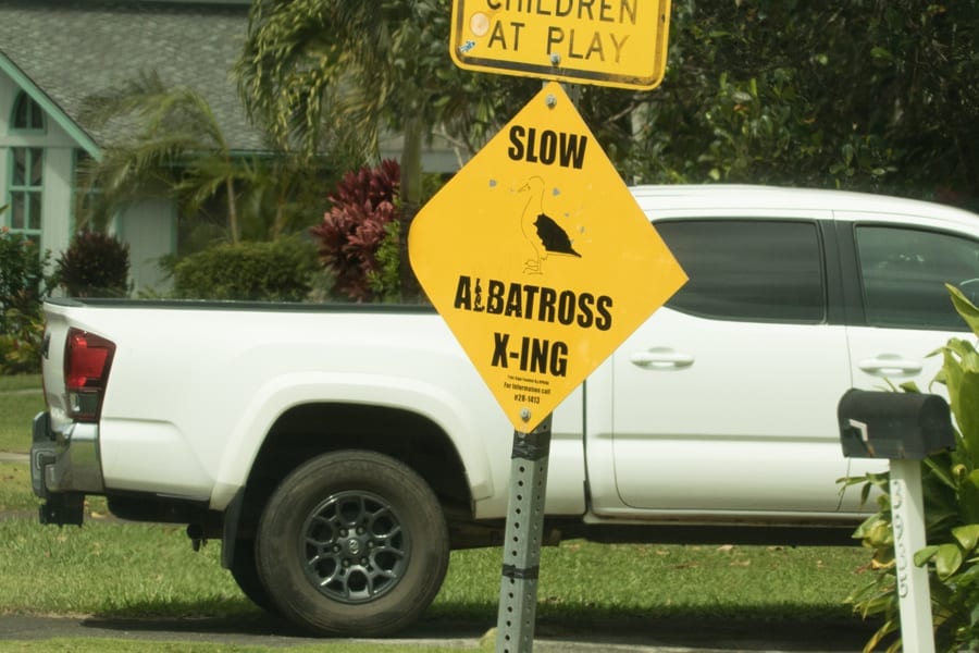 Laysan Albatross crossing