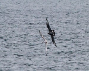 Parasitic Jaeger harassing Royal Tern