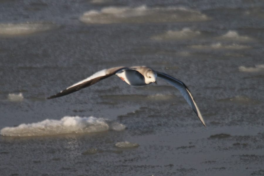 Sabine's Gull - first cycle