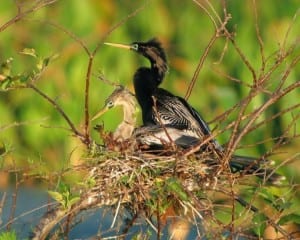 Anhinga - mates on nest