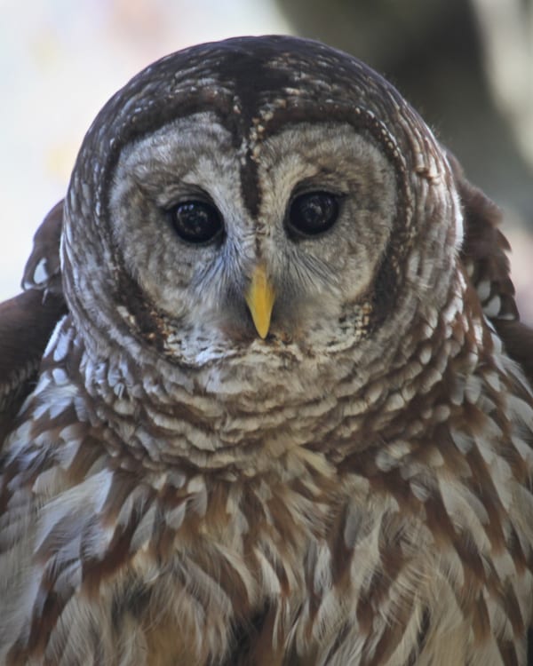 Barred Owl - close-up