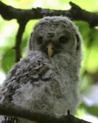 Barred Owl fledgling