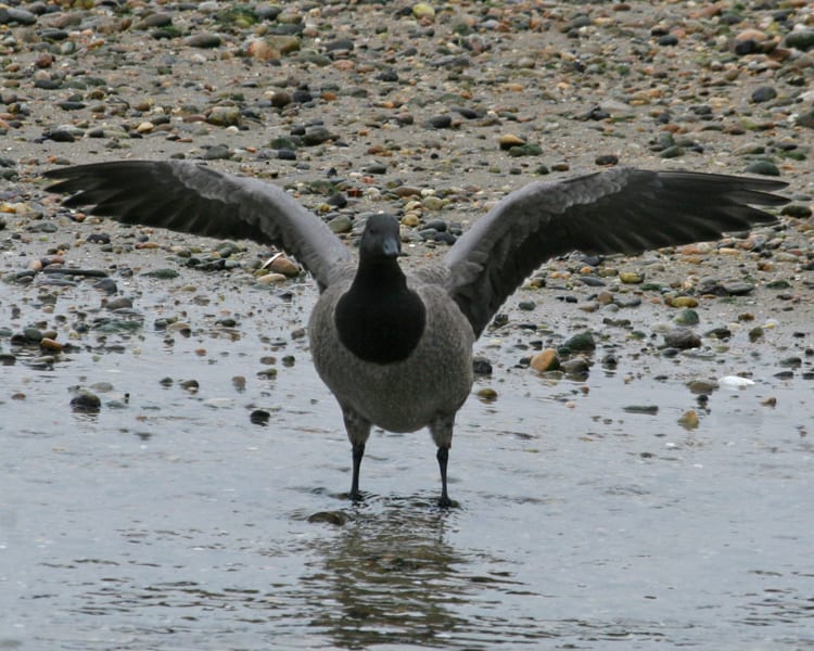 Brant with spread wings