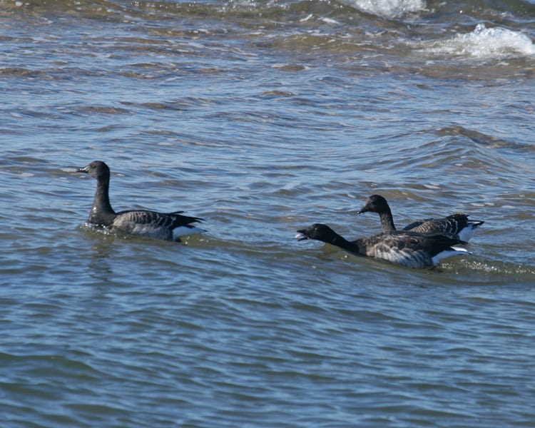 Brant - adult and two juveniles
