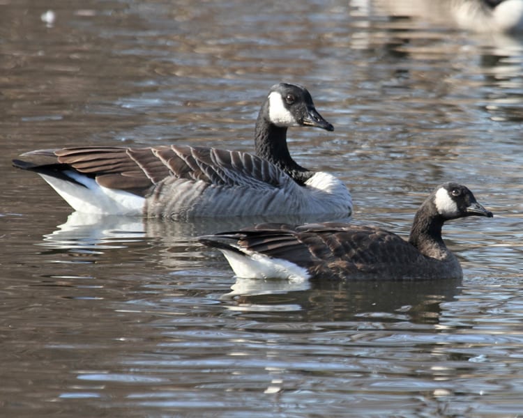 Lesser Canada Goose
