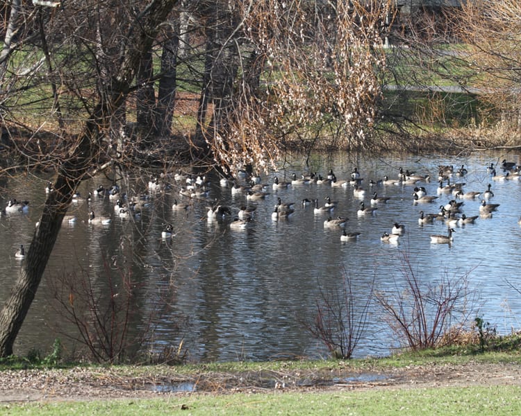Canada Goose flock