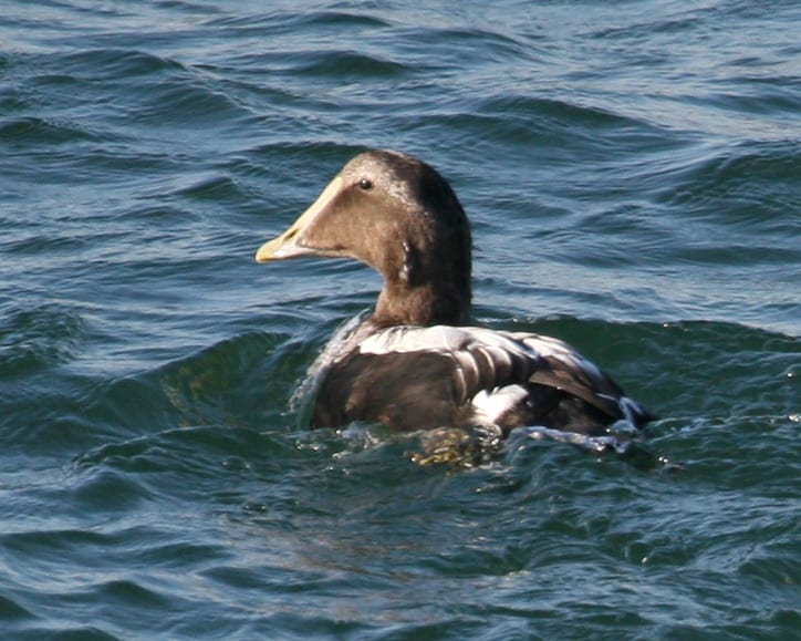 Common Eider - first-year male