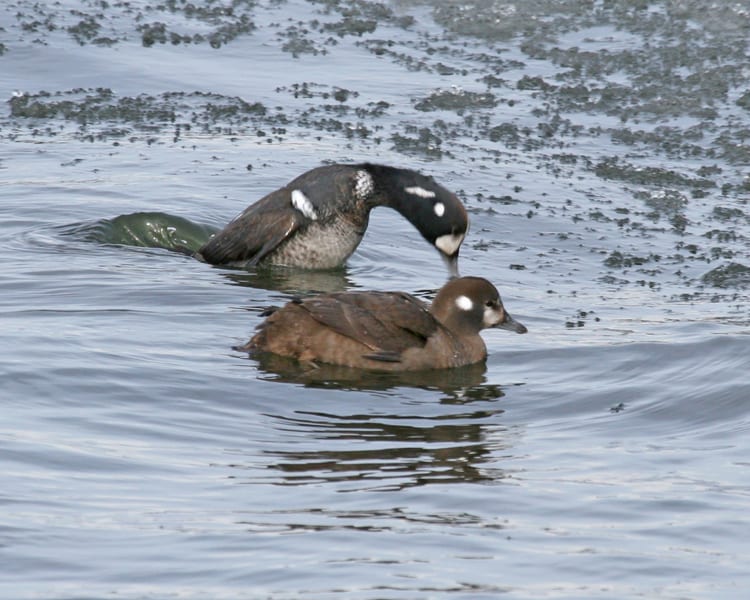 Harlequin Duck - pair