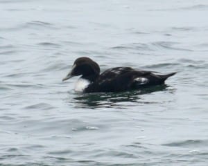 Common Eider - First-year male