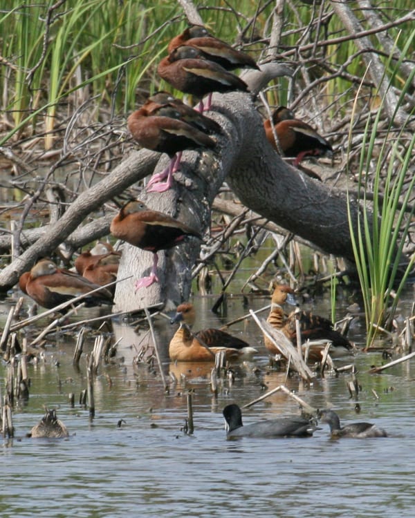 Fulvous Whistling Ducks with Black-bellied Whistling Ducks