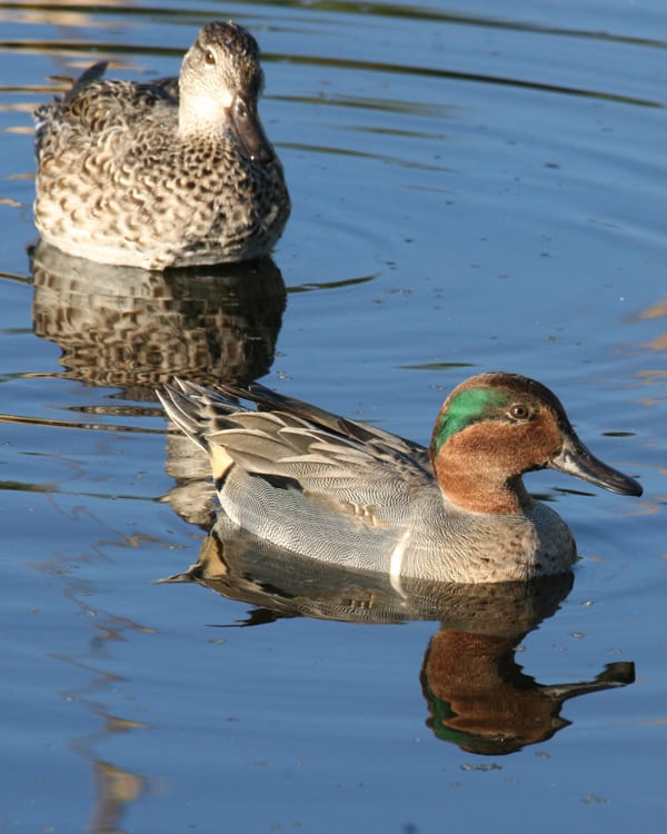 Green-winged Teal - pair