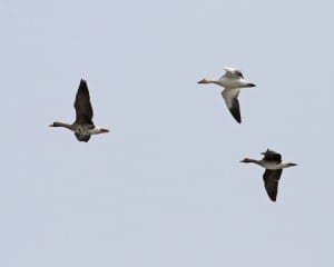 Snow Goose with Greater White-fronted Geese - in flight