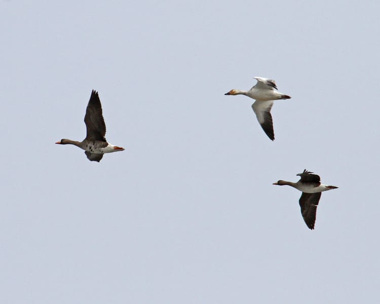 Snow Goose with Greater White-fronted Geese - in flight