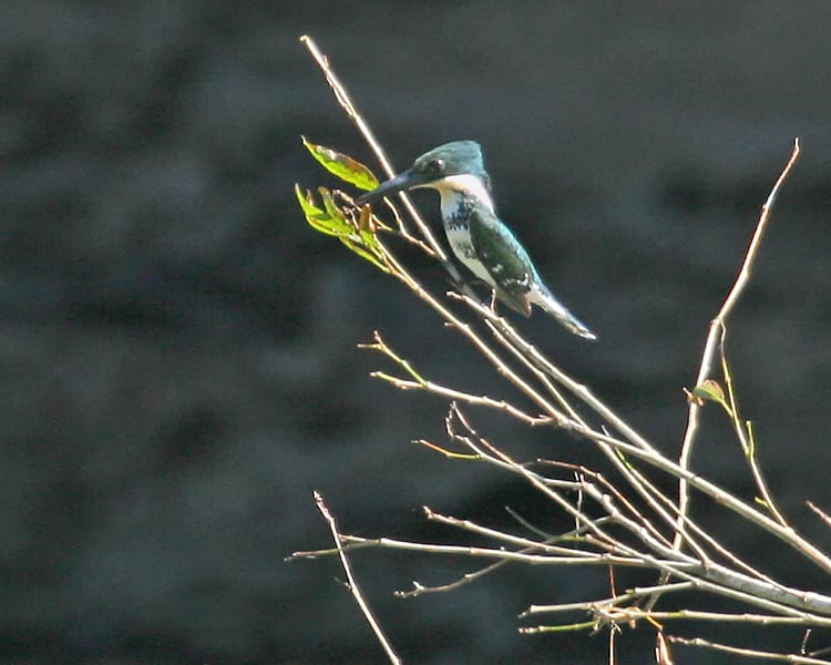 Green Kingfisher - female