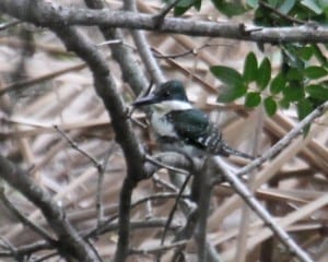 Green Kingfisher - female