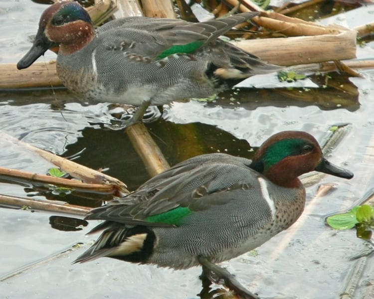 Green-winged Teal - pair of males