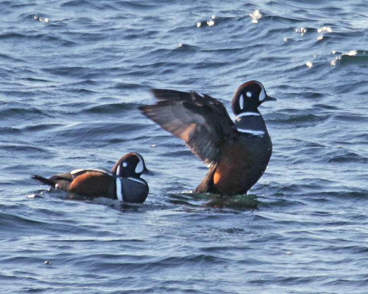 Harlequin Ducks -pair of males