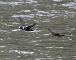 Harlequin Duck - pair in flight