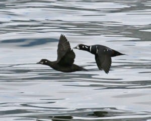 Harlequin Ducks - pair in flight