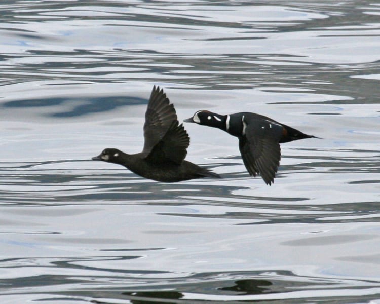 Harlequin Ducks - pair in flight
