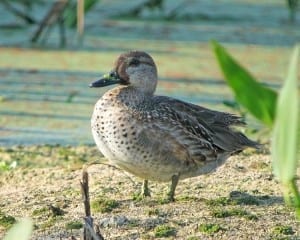 Green-winged Teal - first-winter male