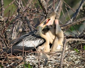 Anhinga - mother feeding chicks