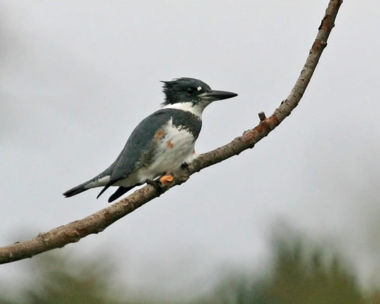 Belted Kingfisher - juvenile