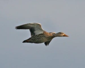 Mottled Duck in flight