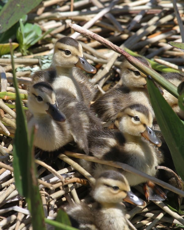 Mottled Duck chicks