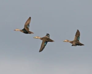 Mottled Ducks in flight