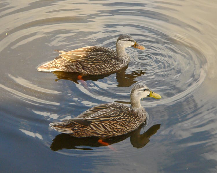Mottled Ducks - pair
