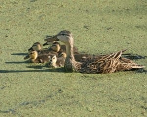 Mottled Duck - mother and brood