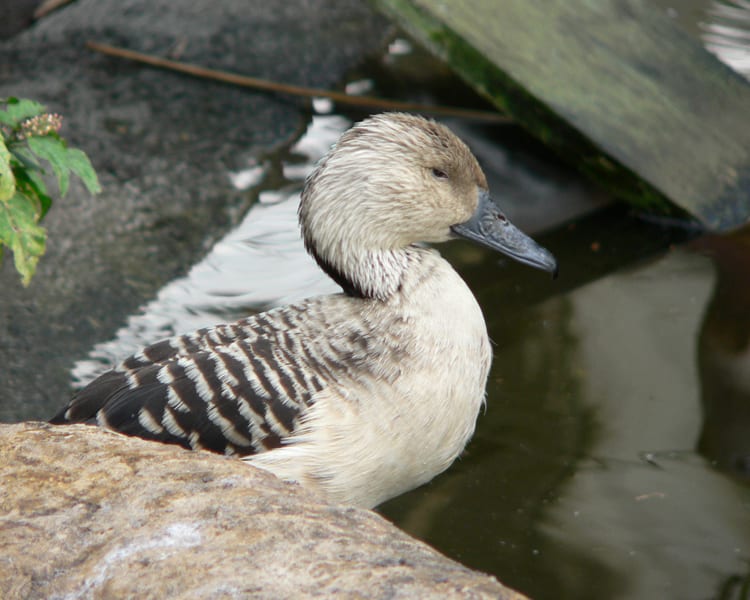Silver Fulvous Whistling Duck - leucistic