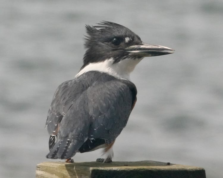 Belted Kingfisher - female