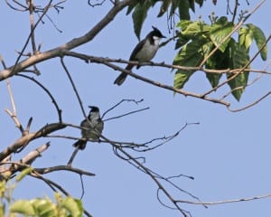 Red-whiskered Bulbuls