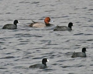 Redhead with American Coots