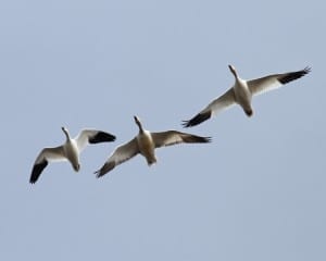 Snow Geese with Ross's Goose